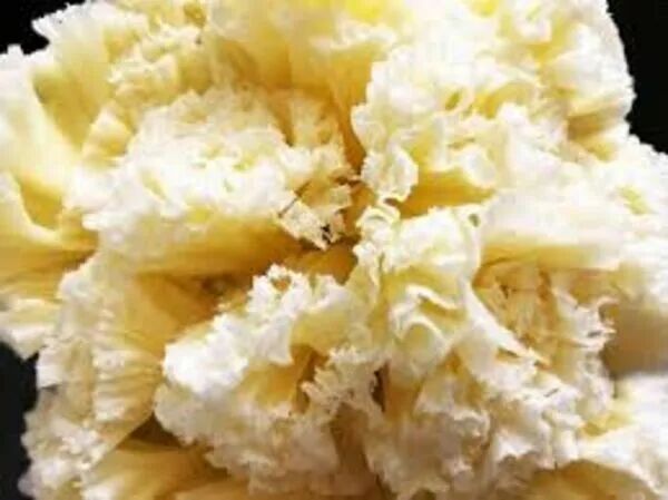 FLEURS DE TETE DE MOINE