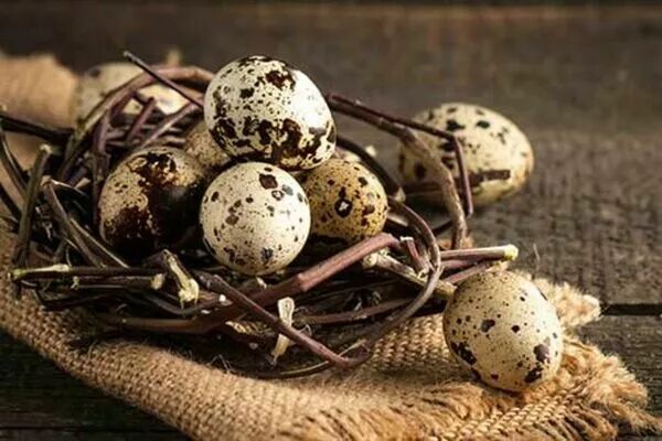 OEUFS DE CAILLE (Boite de 18 oeufs)